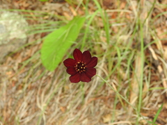 Cosmos concolor