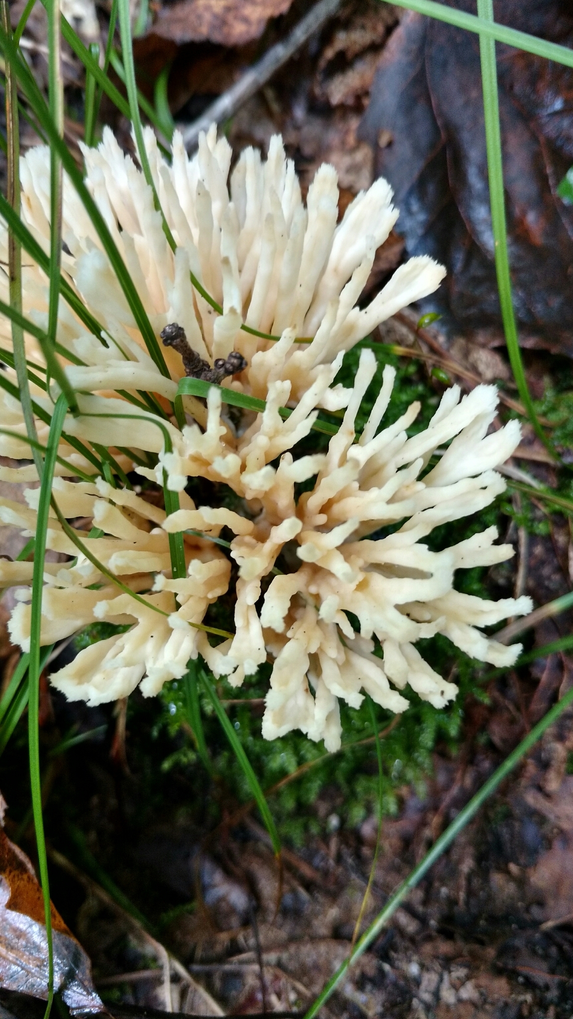 Tremellodendron pallidum image