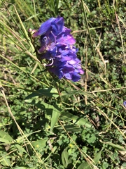 Penstemon glaber