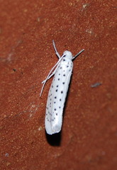 Yponomeuta multipunctella