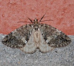 Hydriomena renunciata