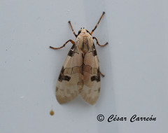 Halysidota donahuei