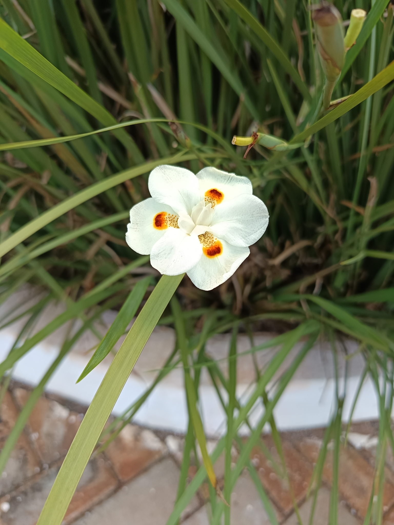Dietes bicolor