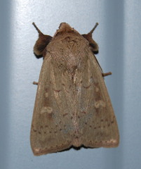 Leucania pseudargyria