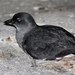 Cassin's Auklet - Photo (c) Oscar Johnson, some rights reserved (CC BY-NC-ND), uploaded by Oscar Johnson