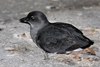 Cassin's Auklet - Photo (c) Oscar Johnson, some rights reserved (CC BY-NC-ND), uploaded by Oscar Johnson