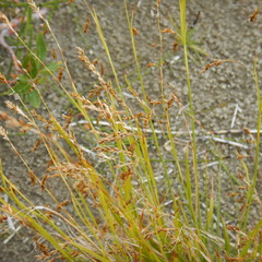 Carex krausei