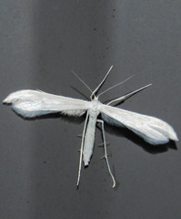 Hellinsia homodactylus