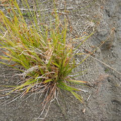 Carex krausei