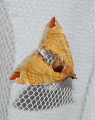 Eulithis molliculata