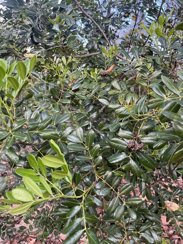 Biscayne prickly-ash (Zanthoxylum coriaceum)