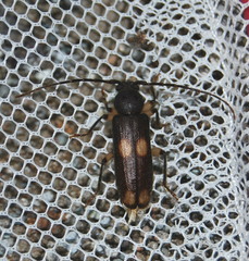 Tylonotus bimaculatus