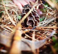 Morchella rufobrunnea