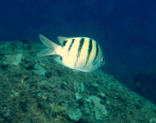 Hawaiian Sergeant Major