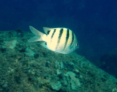 Abudefduf abdominalis