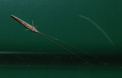 Leptocerus americanus