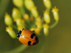 Hippodamia glacialis