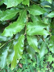 Quercus affinis