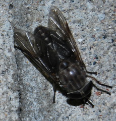 Tabanus catenatus