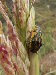 Acmaeodera amplicollis