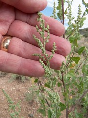 Chenopodium incanum