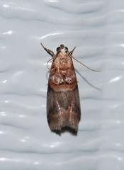 Acrobasis caryalbella