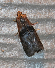 Sciota vetustella