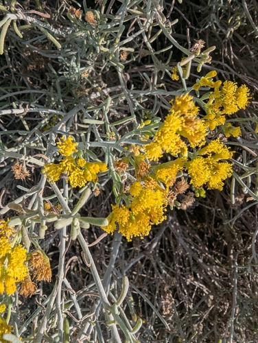 Image of Schizogyne sericea by no rights reserved