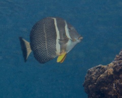 Acanthurus guttatus