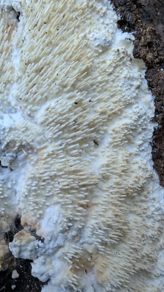 Radulomyces copelandii · February 2025 · photo: © atsushi_nakajima_cirque (iNaturalist, cc-by)