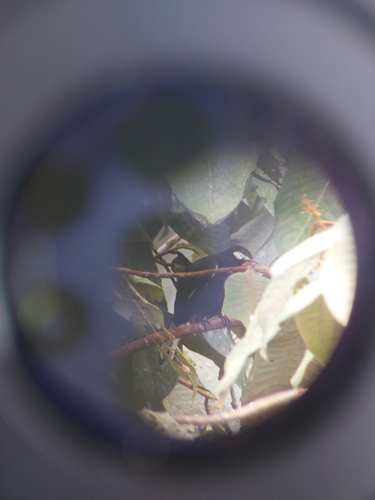 Black Solitaire (Entomodestes coracinus), photo 8