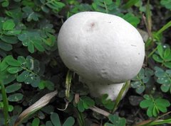 Calvatia lilacina