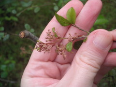 Eriophyes paratrophis