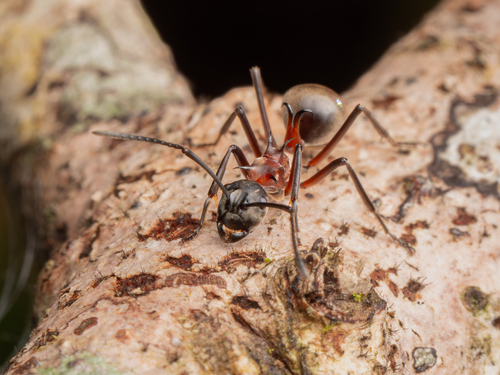 Polyrhachis bellicosa