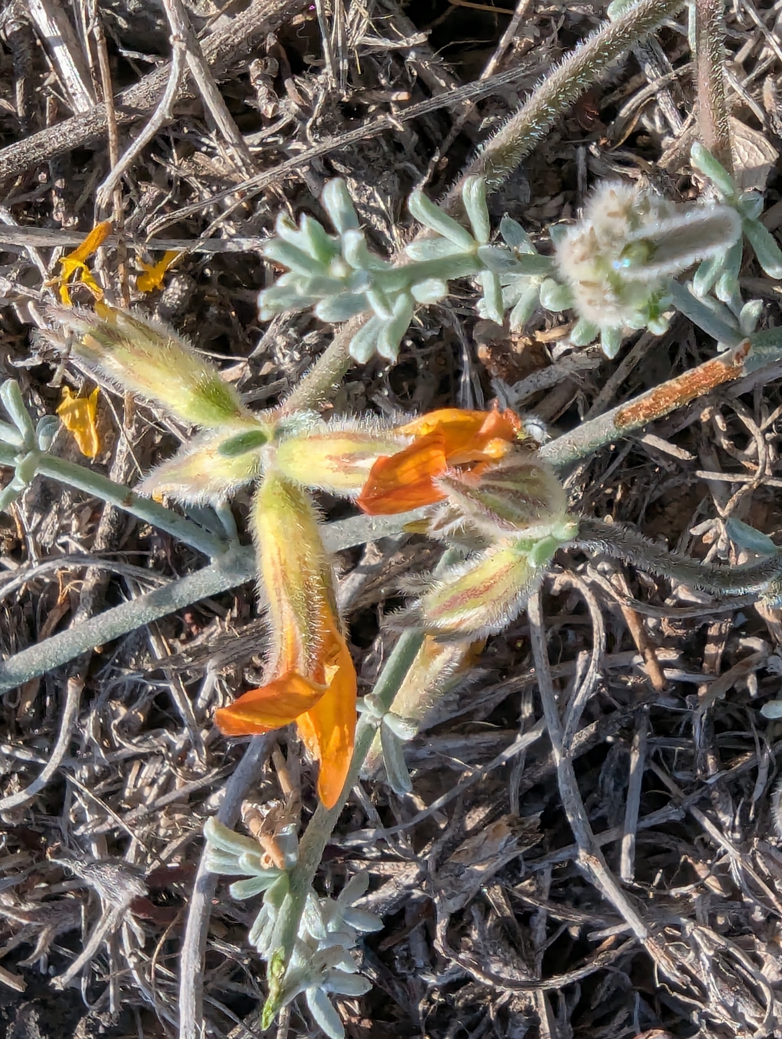 Lotus sessilifolius