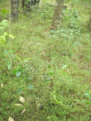Eriophyes paratrophis