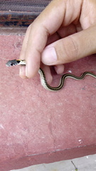 Thamnophis cyrtopsis cyrtopsis
