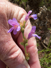 Penstemon linarioides