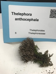 Thelephora anthocephala