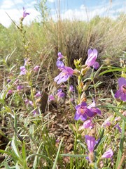 Penstemon linarioides