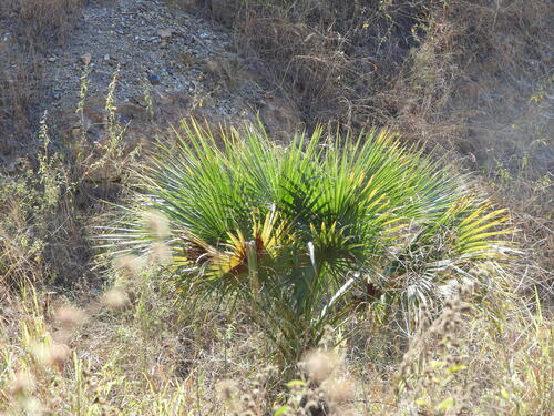 Image of Sabal rosei by no rights reserved