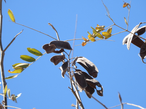 Coulteria platyloba, photograph 4