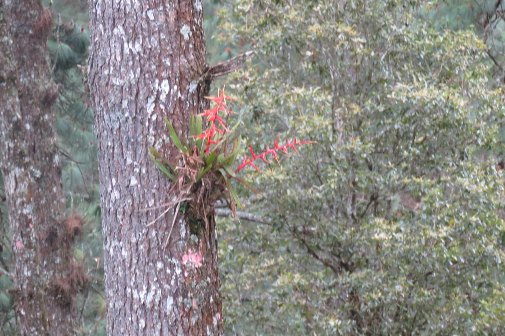 Imagem de Tillandsia