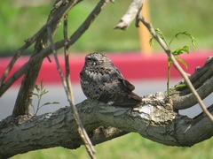Chordeiles acutipennis