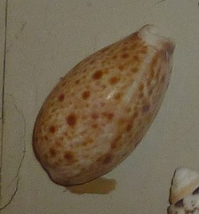Lyncina lynx