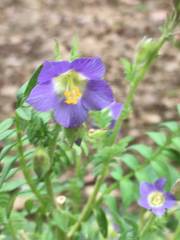 Polemonium mexicanum