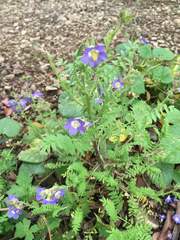 Polemonium mexicanum