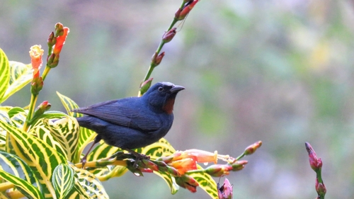 Orangequit (Euneornis campestris), photo 2