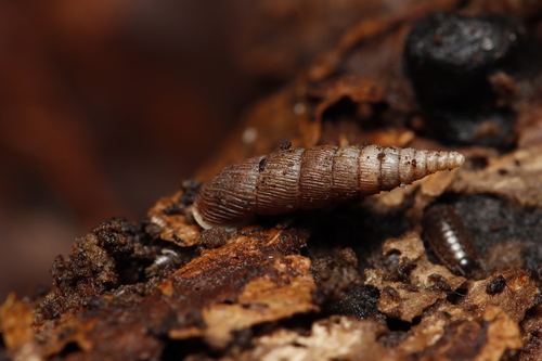 Two lipped door snail, Velp, Nederland, photo 7 of 10