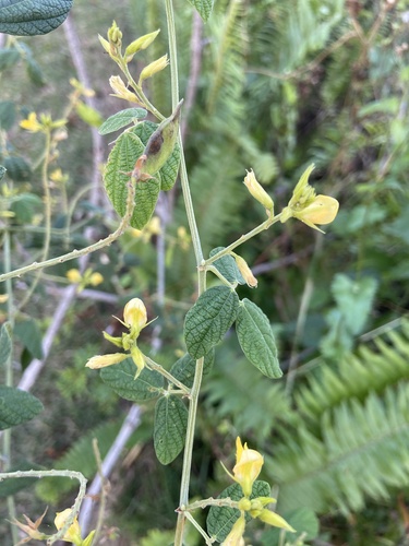 Rhynchosia reticulata observed 2025-02-12